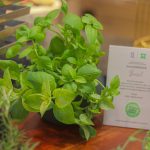 Komitmen Penuh Terhadap Sustainability, Novotel dan ibis Styles Jakarta Mangga Dua Square Upayakan Zero Plastik